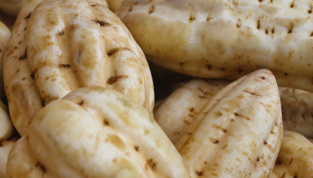 三和酒造,焼酎,芋,黄金千貫,三和鶴